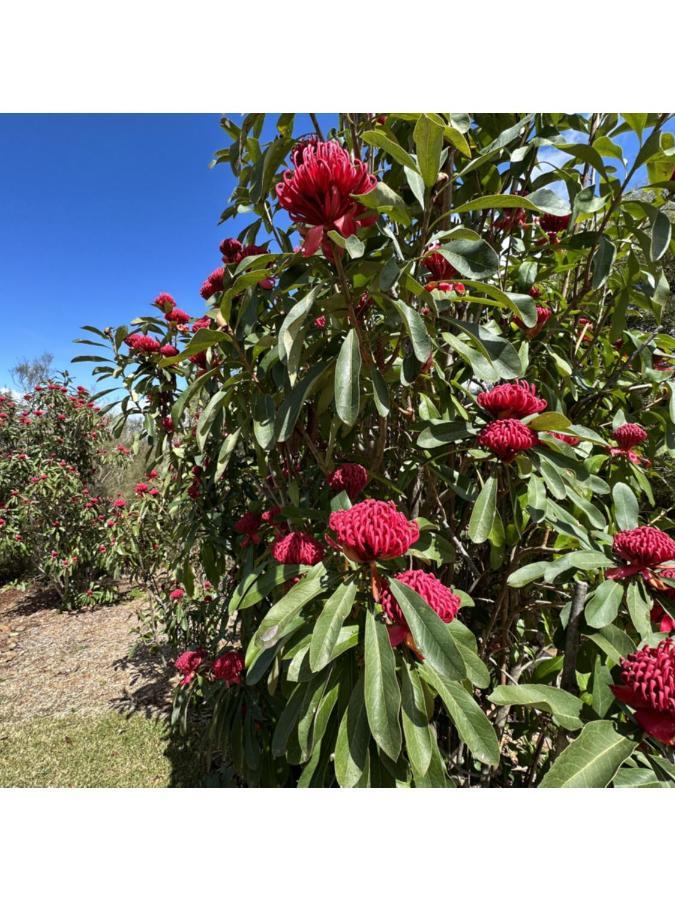 Valley Of The Waters B&B Wentworth Falls Extérieur photo