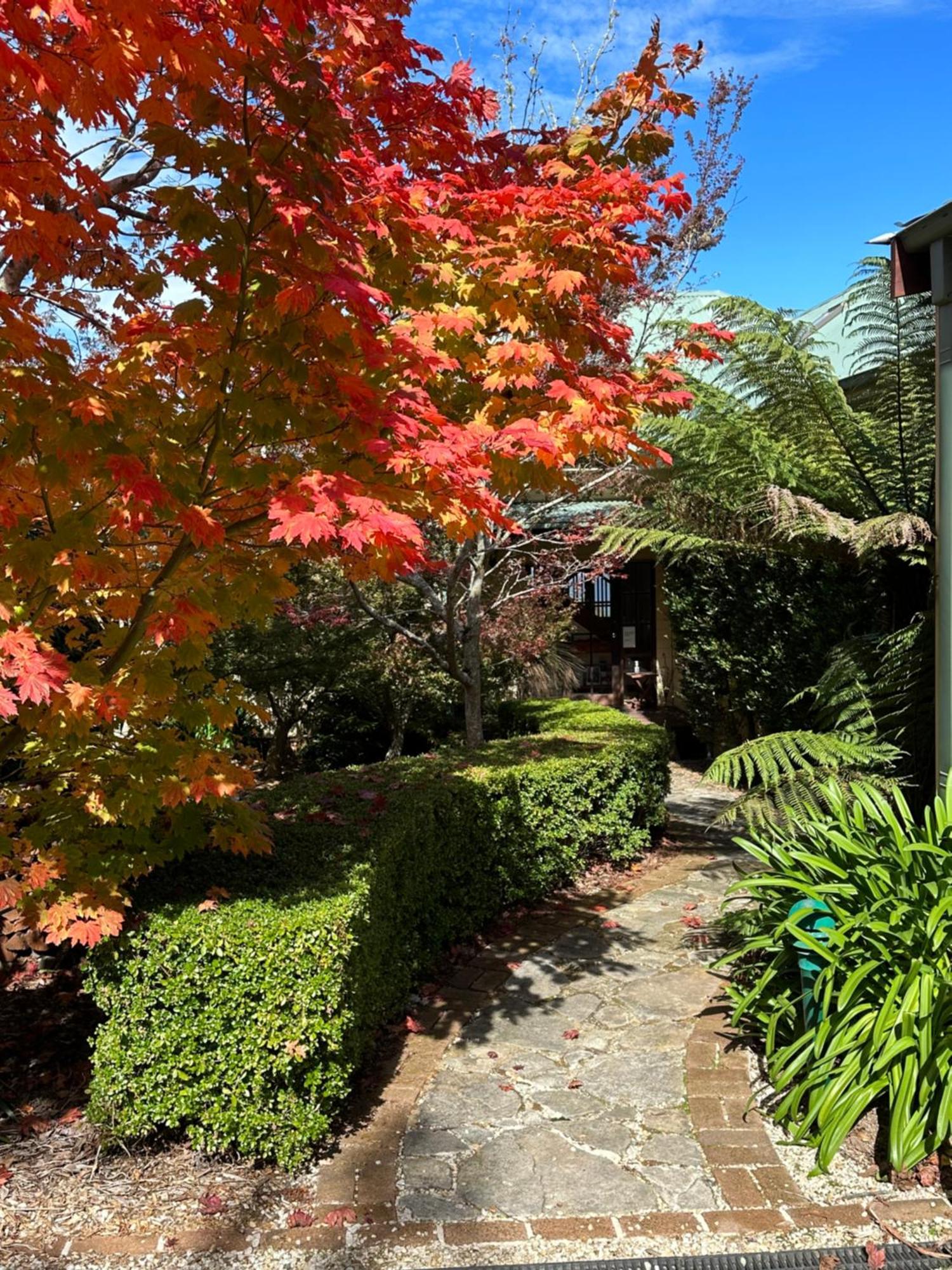 Valley Of The Waters B&B Wentworth Falls Extérieur photo