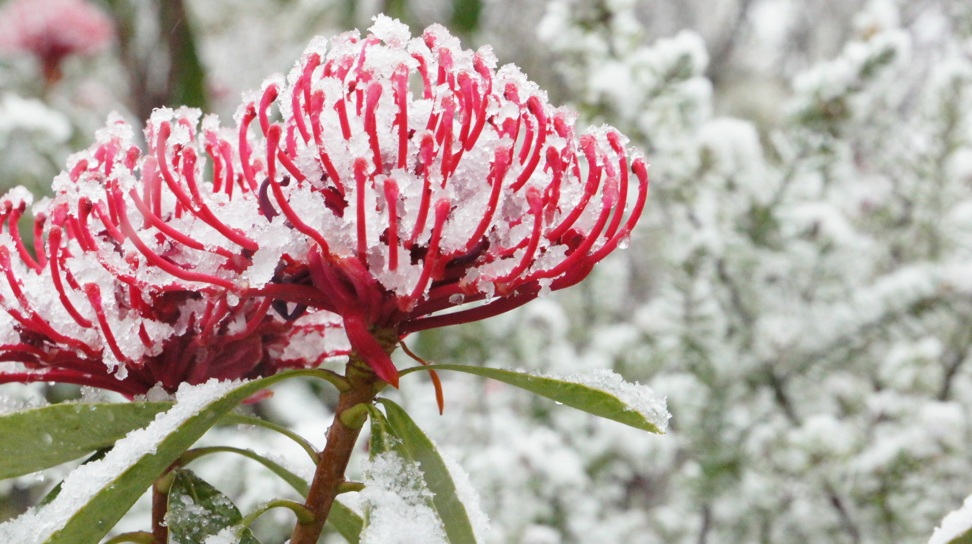 Valley Of The Waters B&B Wentworth Falls Extérieur photo